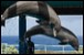 Marine mammals