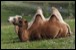 Mongolia