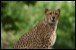 Terrestrial mammals